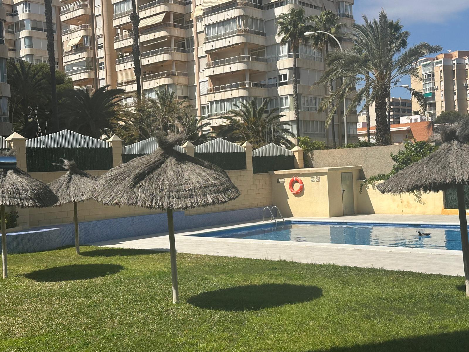 Piscina del complejo Flamingo Alicante