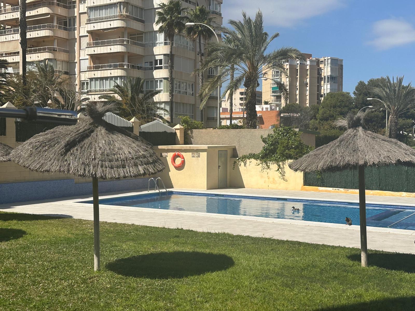 Vista de la piscina Flamingo Alicante