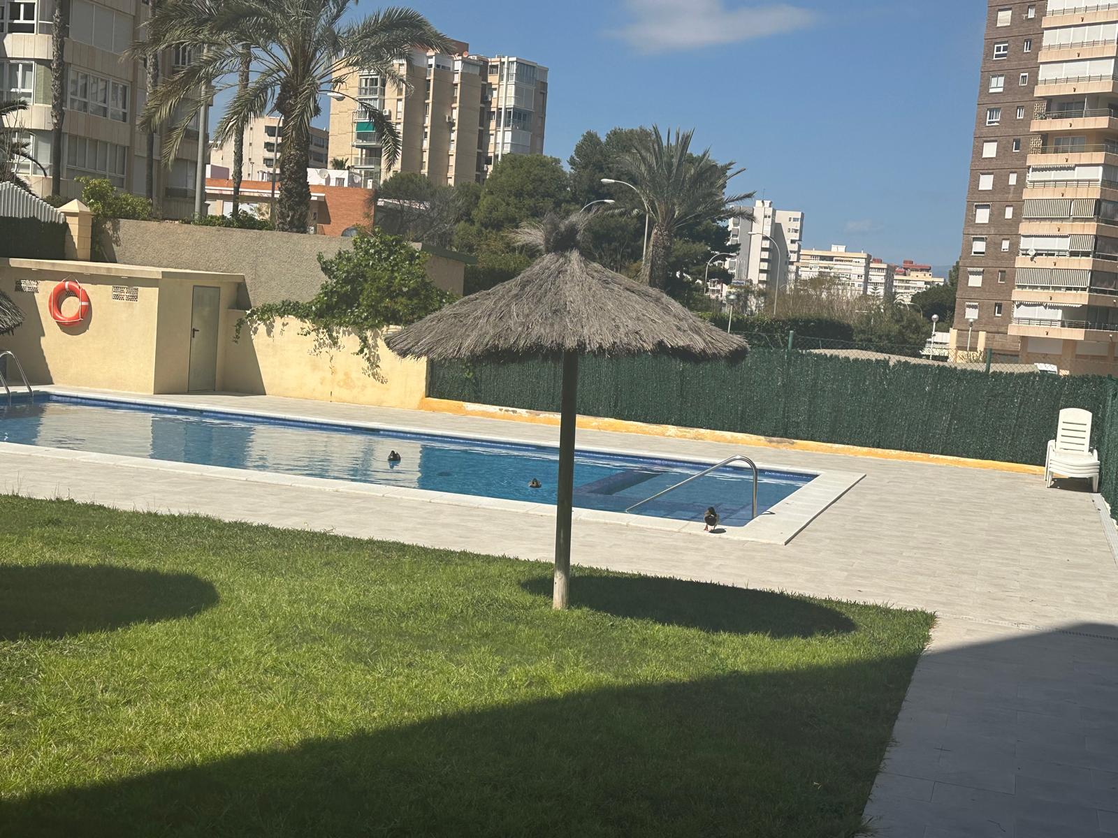 Piscina del complejo Flamingo Alicante